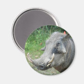 Würze-Hog10x10 Magnet (Vorderseite/Rückseite)