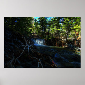 Wurzeln an den Wasserfällen Poster