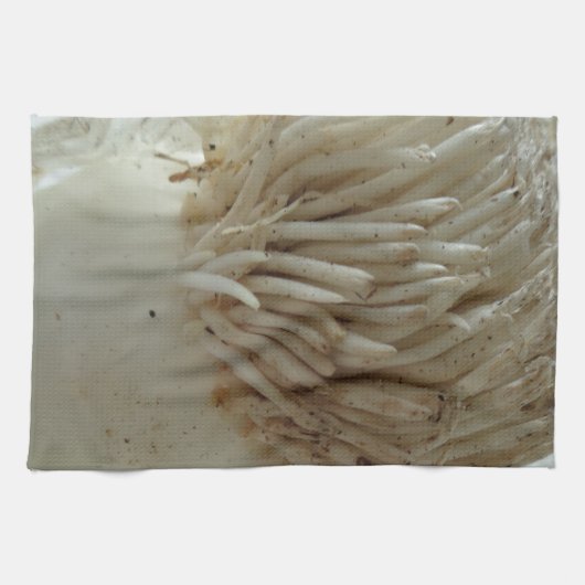 Wurzeln aus Lauch, Gemüse, gesundes, rohes weißes  Handtuch (Horizontal)