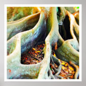 Wurzeln der Moreton-Bucht Poster (Vorne)