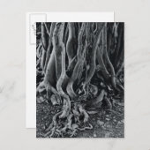 Wurzeln der Moreton-Bucht Postkarte (Vorne/Hinten)