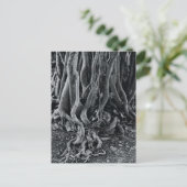 Wurzeln der Moreton-Bucht Postkarte (Stehend Vorderseite)