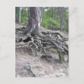 Wurzeln Postkarte (Vorderseite)