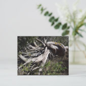 Wurzeln Postkarte (Stehend Vorderseite)