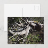 Wurzeln Postkarte (Vorne/Hinten)