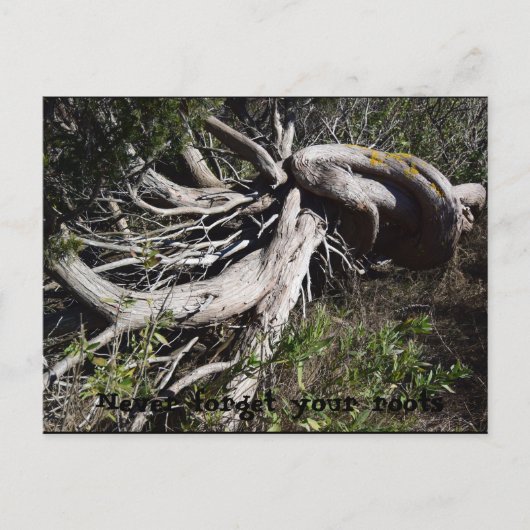 Wurzeln Postkarte (Vorderseite)