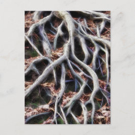 Wurzeln von Bäumen Postkarte