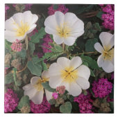 Wüste Abend Primrose und Wüste Sand Verbena, Fliese (Vorderseite)