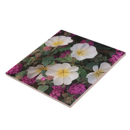 Wüste Abend Primrose und Wüste Sand Verbena, Fliese (Seite)