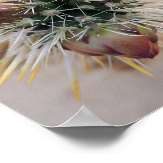 Wüste Beauty Poster (Ecke)