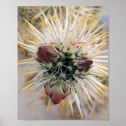 Wüste Beauty Poster (Vorne)