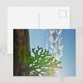 Wüste Beauty Postkarte (Vorne/Hinten)