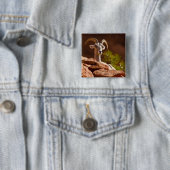 Wüste Bighorn Schafe (Ovis canadensis nelsoni). Button (Beispiel)