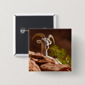 Wüste Bighorn Schafe (Ovis canadensis nelsoni). Button (Vorne & Hinten)