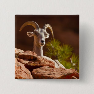 Wüste Bighorn Schafe (Ovis canadensis nelsoni). Button