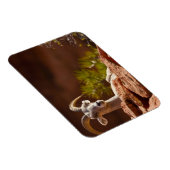 Wüste Bighorn Schafe (Ovis canadensis nelsoni). Magnet (Rechte Seite)
