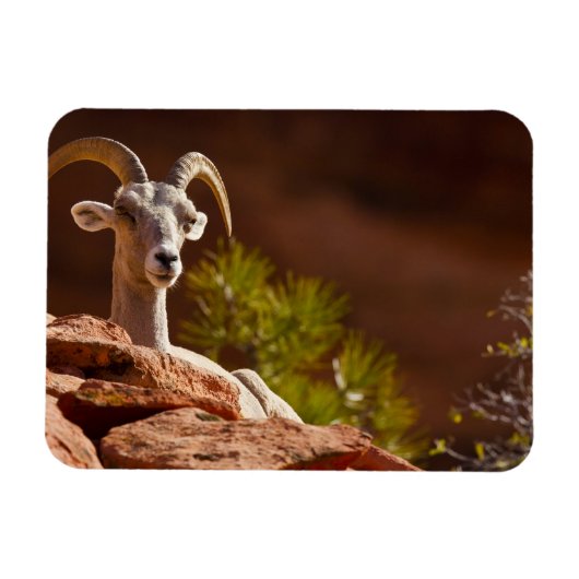 Wüste Bighorn Schafe (Ovis canadensis nelsoni). Magnet (Horizontal)
