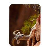 Wüste Bighorn Schafe (Ovis canadensis nelsoni). Magnet (Vertikal)