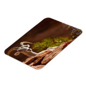 Wüste Bighorn Schafe (Ovis canadensis nelsoni). Magnet (Linke Seite)