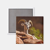 Wüste Bighorn Schafe (Ovis canadensis nelsoni). Magnet (Vorderseite/Rückseite)