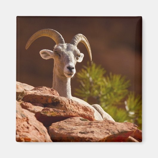 Wüste Bighorn Schafe (Ovis canadensis nelsoni). Magnet (Vorne)