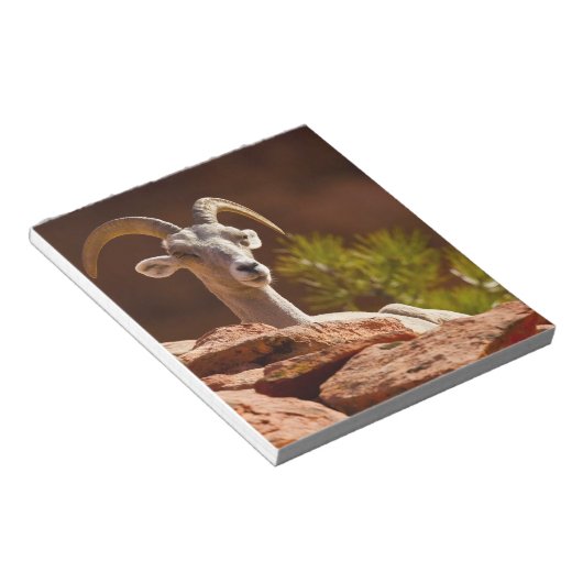 Wüste Bighorn Schafe (Ovis canadensis nelsoni). Notizblock (angewinkelt)