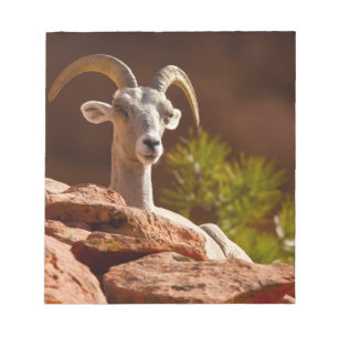 Wüste Bighorn Schafe (Ovis canadensis nelsoni). Notizblock