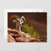 Wüste Bighorn Schafe (Ovis canadensis nelsoni). Postkarte (Vorne/Hinten)