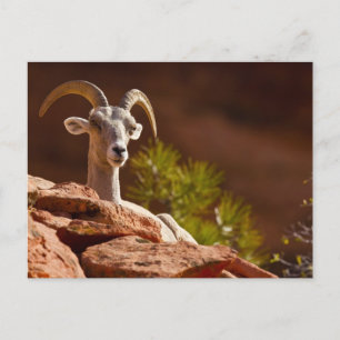 Wüste Bighorn Schafe (Ovis canadensis nelsoni). Postkarte