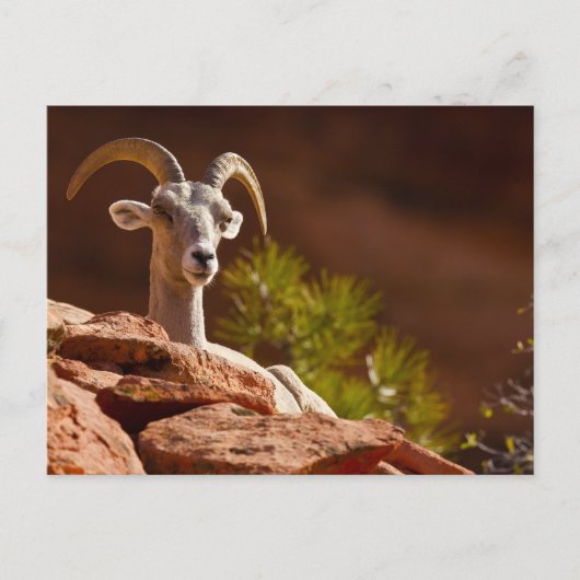 Wüste Bighorn Schafe (Ovis canadensis nelsoni). Postkarte (Vorderseite)