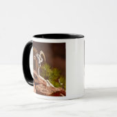 Wüste Bighorn Schafe (Ovis canadensis nelsoni). Tasse (Vorderseite Links)