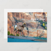 Wüste Bighorn Sheep Postkarte (Vorne/Hinten)