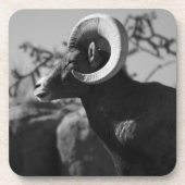 Wüste Bighorn Sheep Untersetzer (Vorderseite)