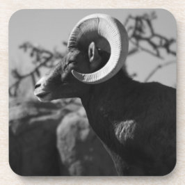 Wüste Bighorn Sheep Untersetzer