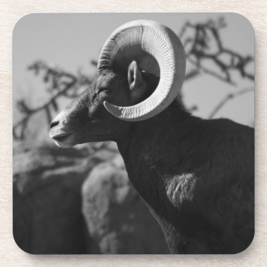 Wüste Bighorn Sheep Untersetzer (Vorderseite)