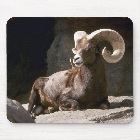 Wüste Bighornschafe (erwachsenes RAM gebettet Mousepad (Vorne)