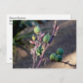Wüste Blume Postkarte (Vorne/Hinten)