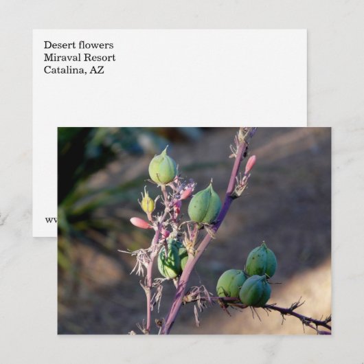 Wüste Blume Postkarte (Vorne/Hinten)