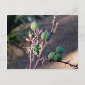 Wüste Blume Postkarte (Vorderseite)