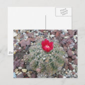 Wüste-Blume Postkarte (Vorne/Hinten)