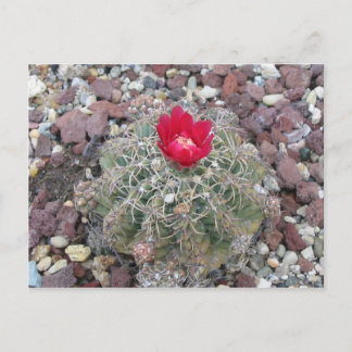 Wüste-Blume Postkarte
