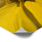 Wüste Brittlebrush Blossom Poster (Ecke)