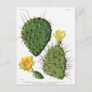 Wüste Cactus Pflanze Pattern Vintag Postkarte