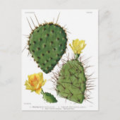 Wüste Cactus Pflanze Pattern Vintag Postkarte (Vorderseite)