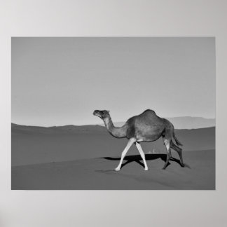 Wüste Camel Walking Black and White Poster