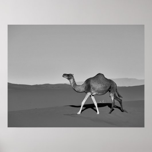 Wüste Camel Walking Black and White Poster (Vorne)