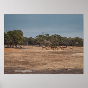 Wüste Camels Grazing in Australian Outback Poster