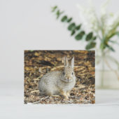 Wüste Cottontail Postkarte (Stehend Vorderseite)
