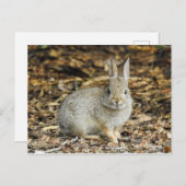 Wüste Cottontail Postkarte (Vorne/Hinten)