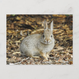 Wüste Cottontail Postkarte